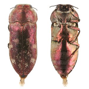 Diphucrania nubeculosa, PL0349B, female, MU, 10.1 × 4.0 mm